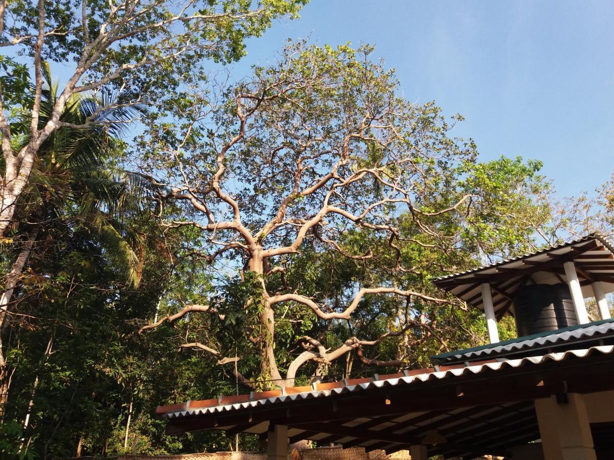 Cashew Villa Hiriketiya Dikwella Luaran gambar