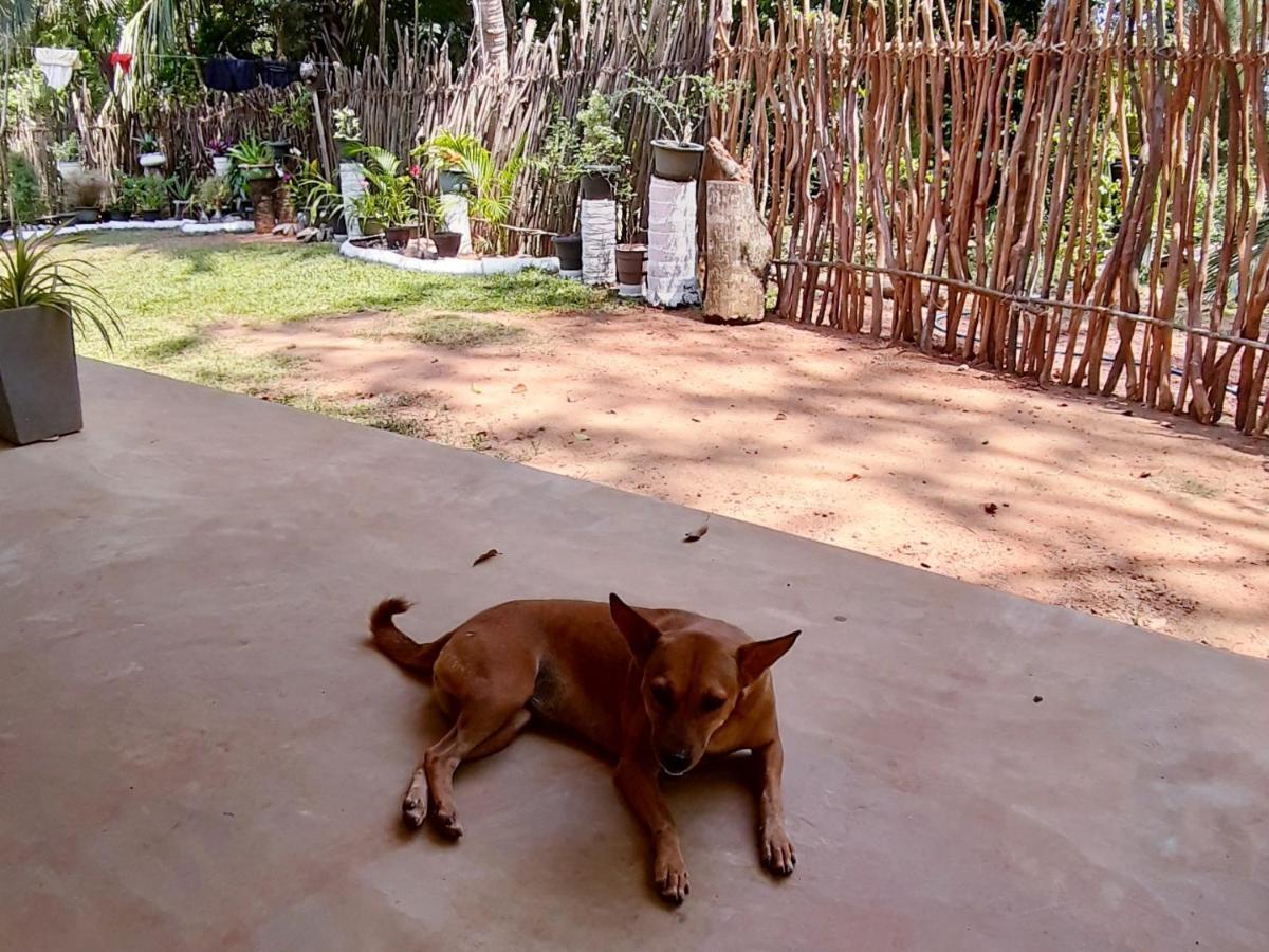 Cashew Villa Hiriketiya Dikwella Luaran gambar